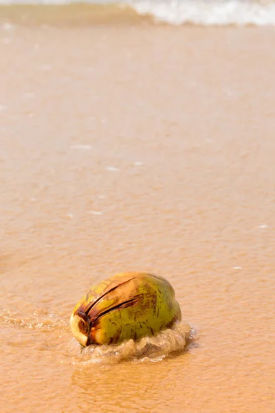 Big Coconut Sand Ocean Summer Background — Stock Photo, Image