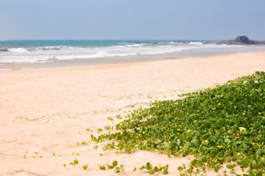 Sabah okyanusta Liana, yaz arkaplanı.