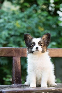 Küçük şirin papillon köpek yazın bahçede oynuyor.