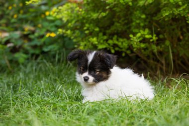 Küçük şirin papillon köpek yazın bahçede oynuyor.