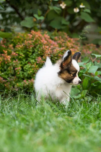 夏に庭で遊んでいる小さなかわいいパピロン子犬 — ストック写真