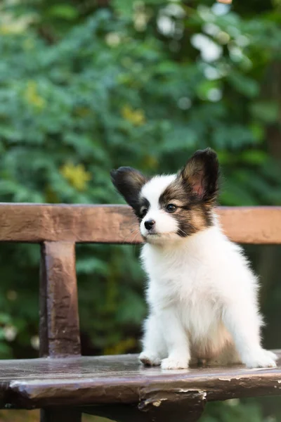 Malý Roztomilý Papillon Štěně Hrát Zahradě Létě — Stock fotografie