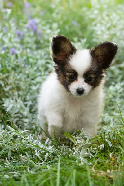 夏に庭で遊んでいる小さなかわいいパピロン子犬 — ストック写真