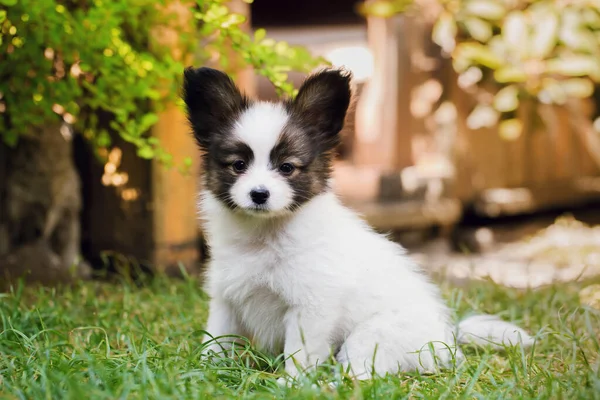 Pequeno Filhote Cachorro Papillon Bonito Jogando Jardim Verão — Fotografia de Stock