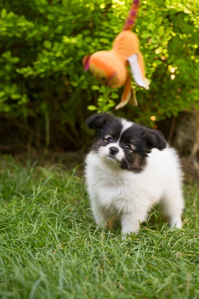 Kleine Süße Papillonwelpen Spielen Sommer Garten — Stockfoto