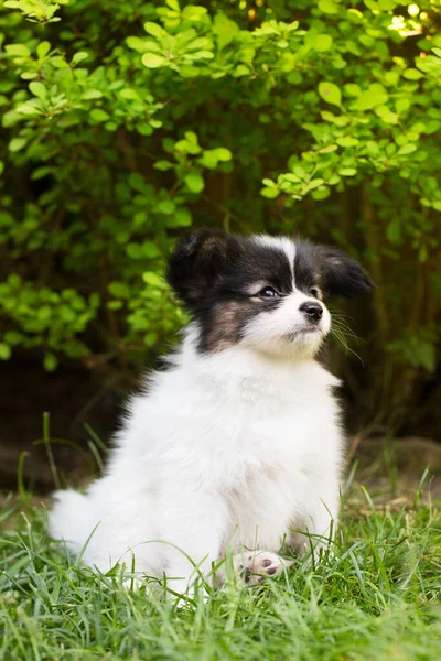 Pequeño Lindo Cachorro Papillon Jugando Jardín Verano —  Fotos de Stock