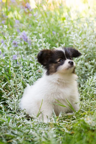 夏に庭で遊んでいる小さなかわいいパピロン子犬 — ストック写真