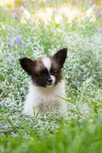 夏に庭で遊んでいる小さなかわいいパピロン子犬 — ストック写真