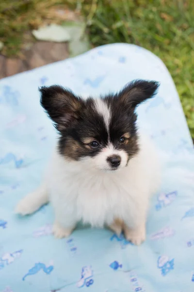 Pequeño Lindo Cachorro Papillon Jugando Jardín Verano —  Fotos de Stock