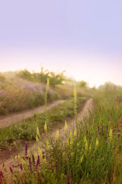 Belles Fleurs Sauvages Par Route Lever Soleil — Photo