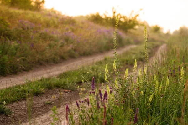 Belles Fleurs Sauvages Bord Route Campagne Lever Soleil — Photo