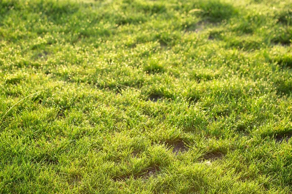 Lysande Grönt Gräs Morgonsolen Vackra Gräs Bakgrund — Stockfoto