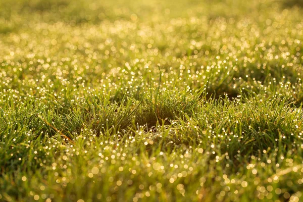 朝の日差しの中で緑豊かな草 美しい草の背景 — ストック写真
