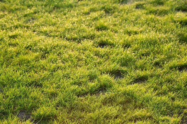 朝の日差しの中で緑豊かな草 美しい草の背景 — ストック写真