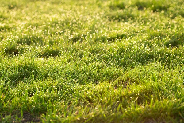 Weelderig Groen Gras Ochtendzon Mooi Gras Achtergrond — Stockfoto