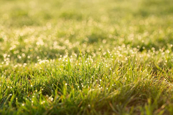 Lush Green Grass Morning Sunshine Beautiful Grass Background — Stock Photo, Image