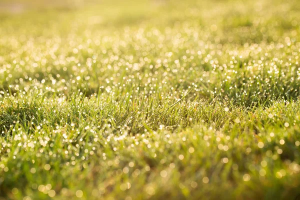 Saftig Grünes Gras Der Morgensonne Schöne Gras Hintergrund — Stockfoto
