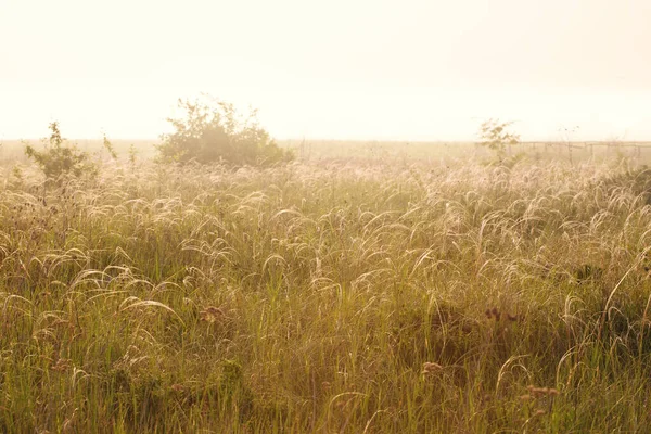 Saftiges Federgras Der Morgensonne Schöne Gras Hintergrund — Stockfoto