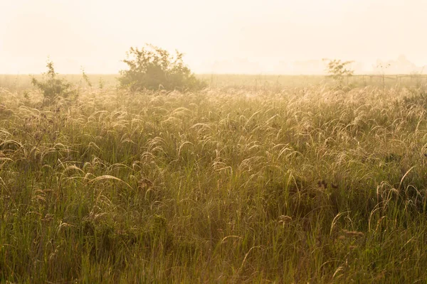 Saftiges Federgras Der Morgensonne Schöne Gras Hintergrund — Stockfoto