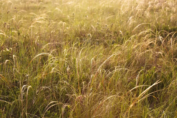 Saftiges Federgras Der Morgensonne Schöne Gras Hintergrund — Stockfoto