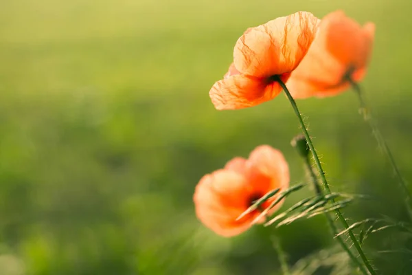 Red Wild Growing Poppy Green Meadow Close — Stock Photo, Image