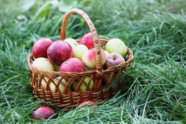  büyük bir sepet elma
