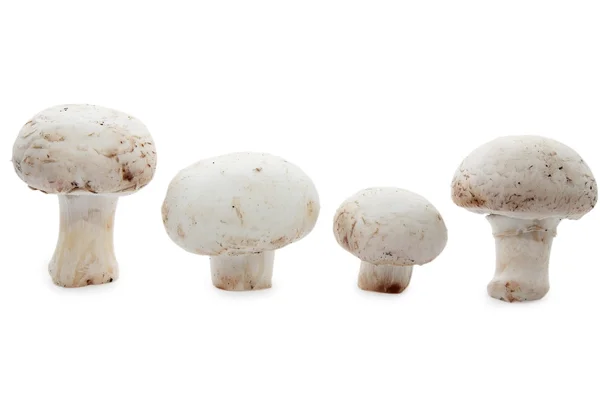 Mushrooms isolated on white — Stock Photo, Image