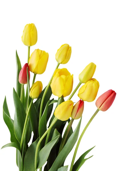 Ramo de tulipanes —  Fotos de Stock