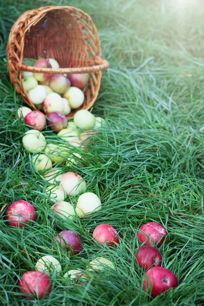 Ripe apples scattered — Stock Photo, Image