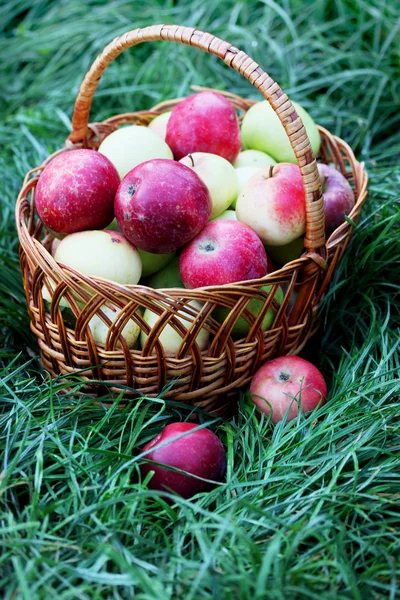 Panier de pommes biologiques — Photo
