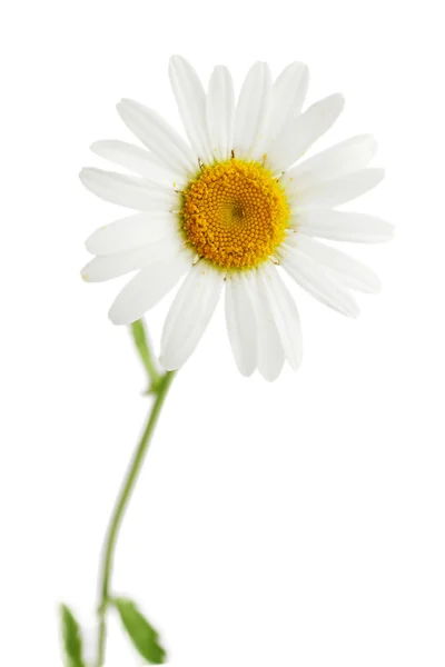 Daisy isolated — Stock Photo, Image