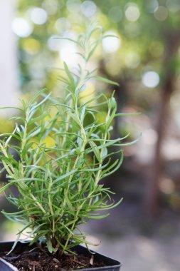 bir kap içinde osemary