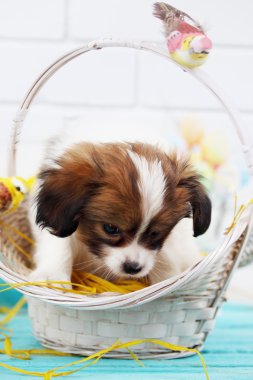 Sepette köpek yavrusu