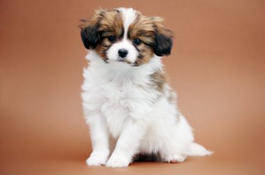 küçük köpek yavrusu papillon