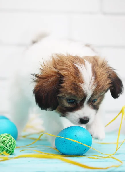 Cachorro brincando com ovos — Fotografia de Stock