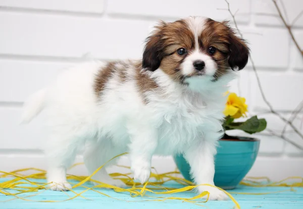 Filhote de cachorro brincando na mesa — Fotografia de Stock