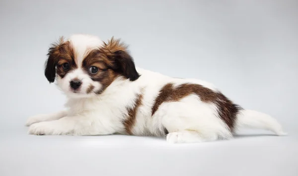 Papillon filhote de cachorro em um cinza — Fotografia de Stock