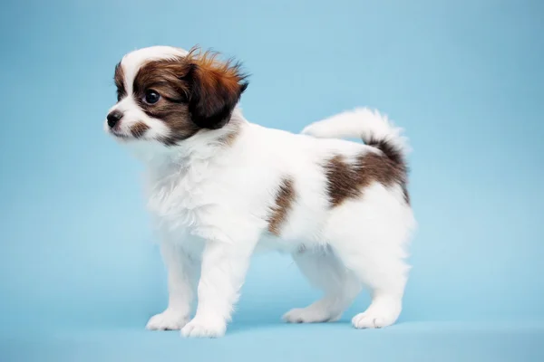 Cachorro em um fundo azul — Fotografia de Stock