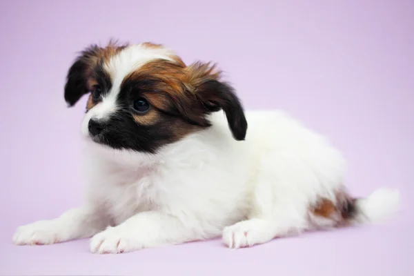 Cachorro deitado — Fotografia de Stock