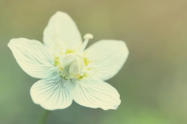 Rosnatka okrouhlolistá, tónovaná — Stock fotografie