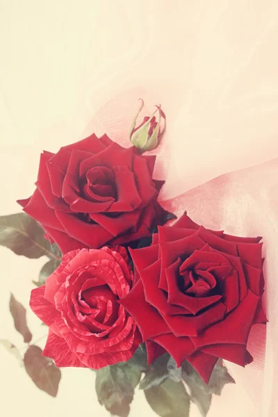 Rosas vermelhas, coloridas — Fotografia de Stock