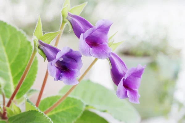 Gloxinia péché — Photo