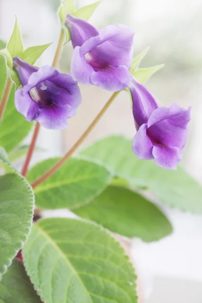 Purple Gloxinia Sinning — Stock Photo, Image