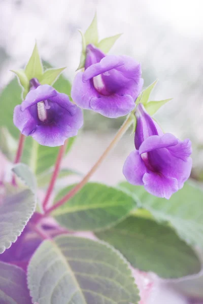 꽃 Gloxinia 죄, 착 색 — 스톡 사진