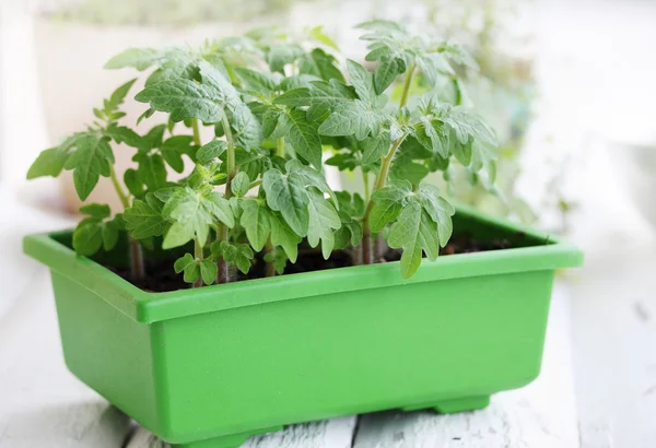 Young green seedlings — Stock Photo, Image