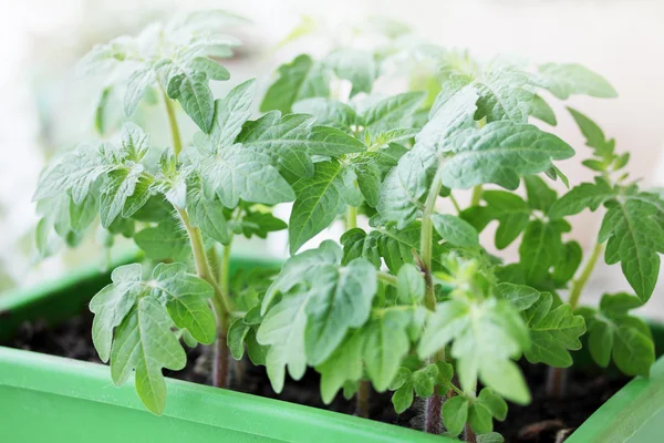 Jovem tomate verde — Fotografia de Stock