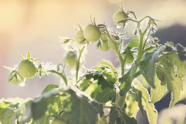 Young seedlings, tinted — Stock Photo, Image