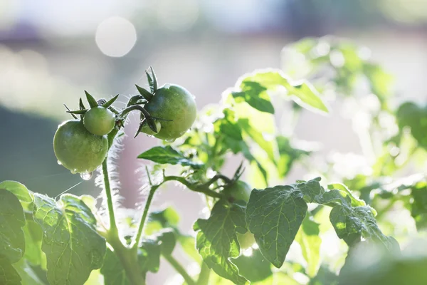 Setzlinge Tomate — Stockfoto