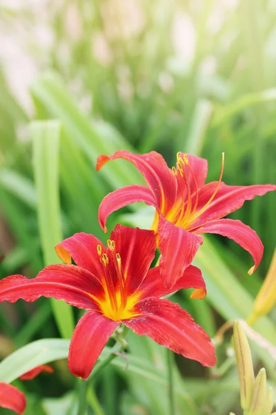 Daylilies の花 — ストック写真