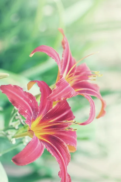 Όμορφη daylilies — Φωτογραφία Αρχείου